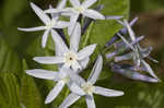 Louisiana bluestar